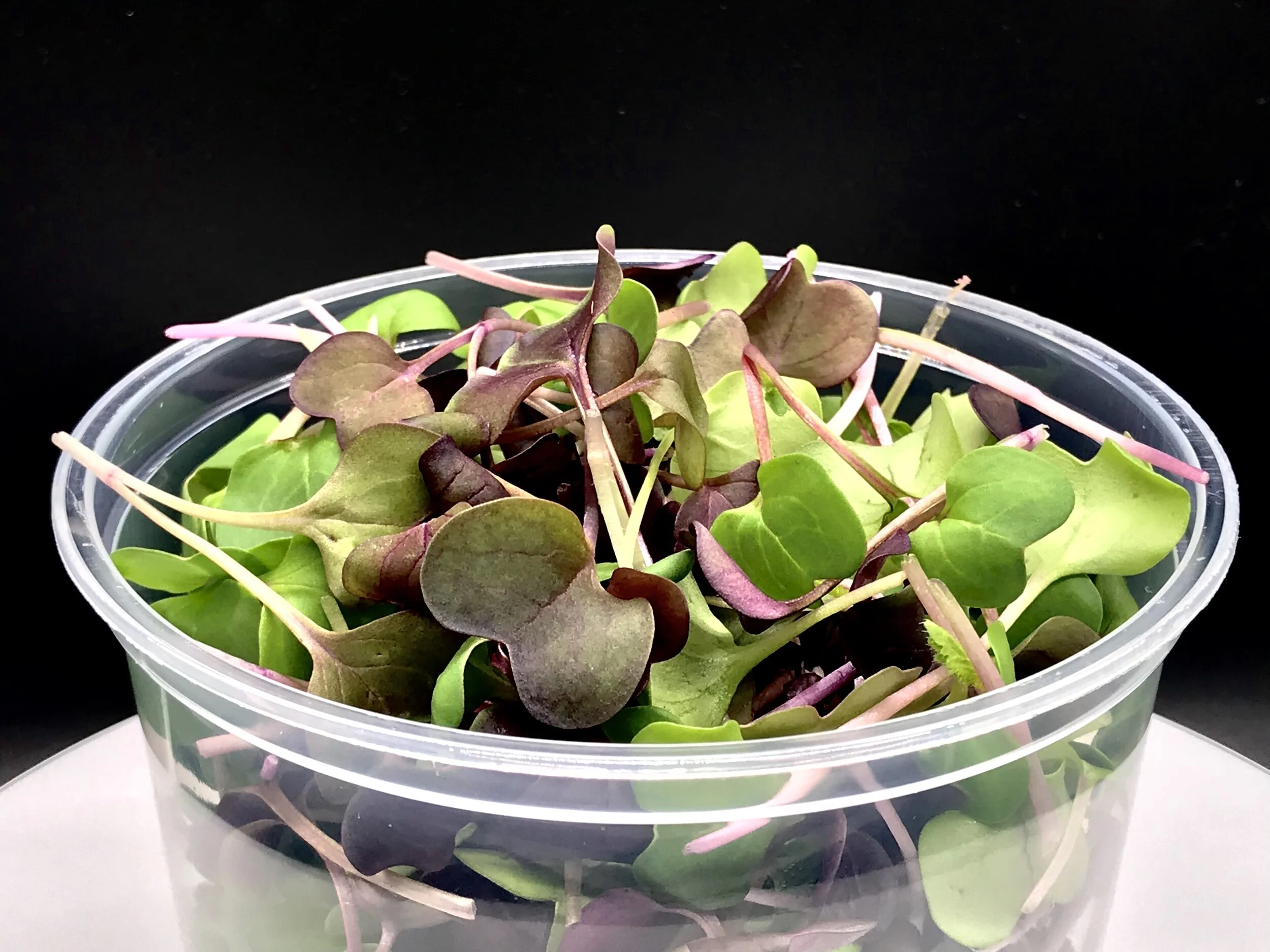 Rambo and Triton Radish Mix