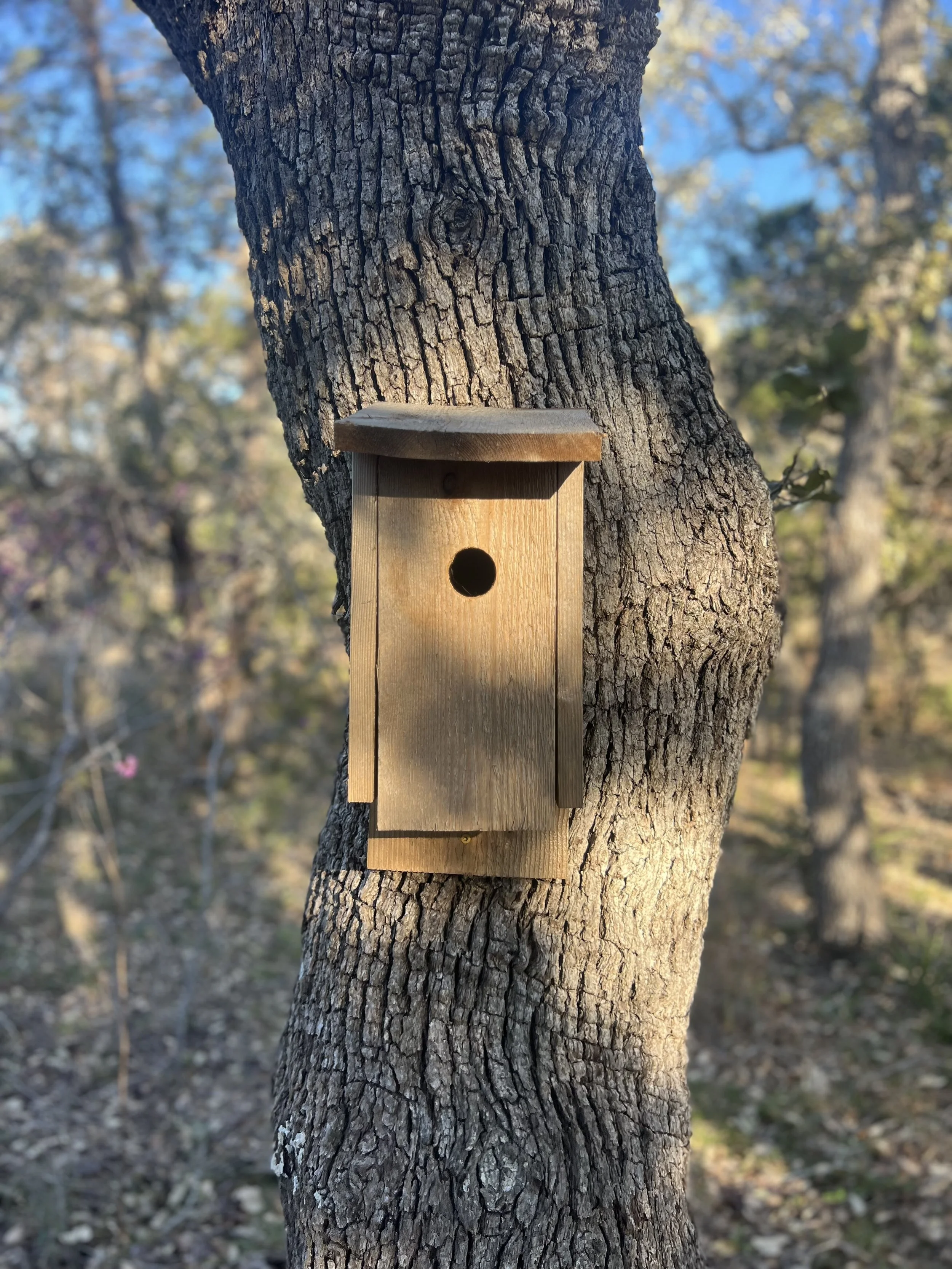 Bird House.jpg