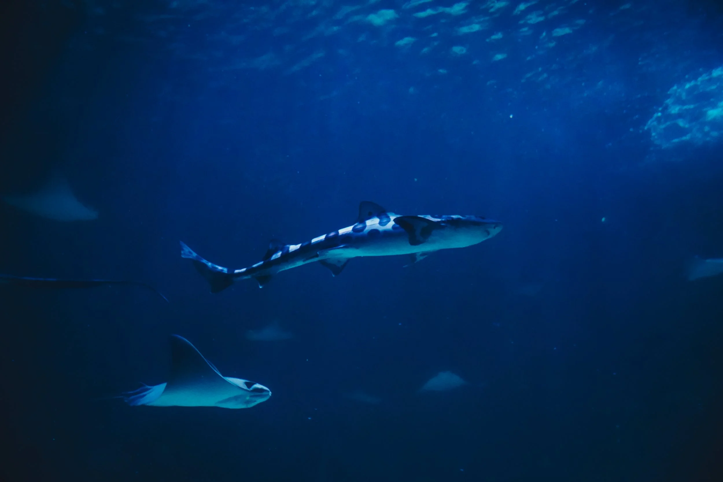 THE AQUARIUM