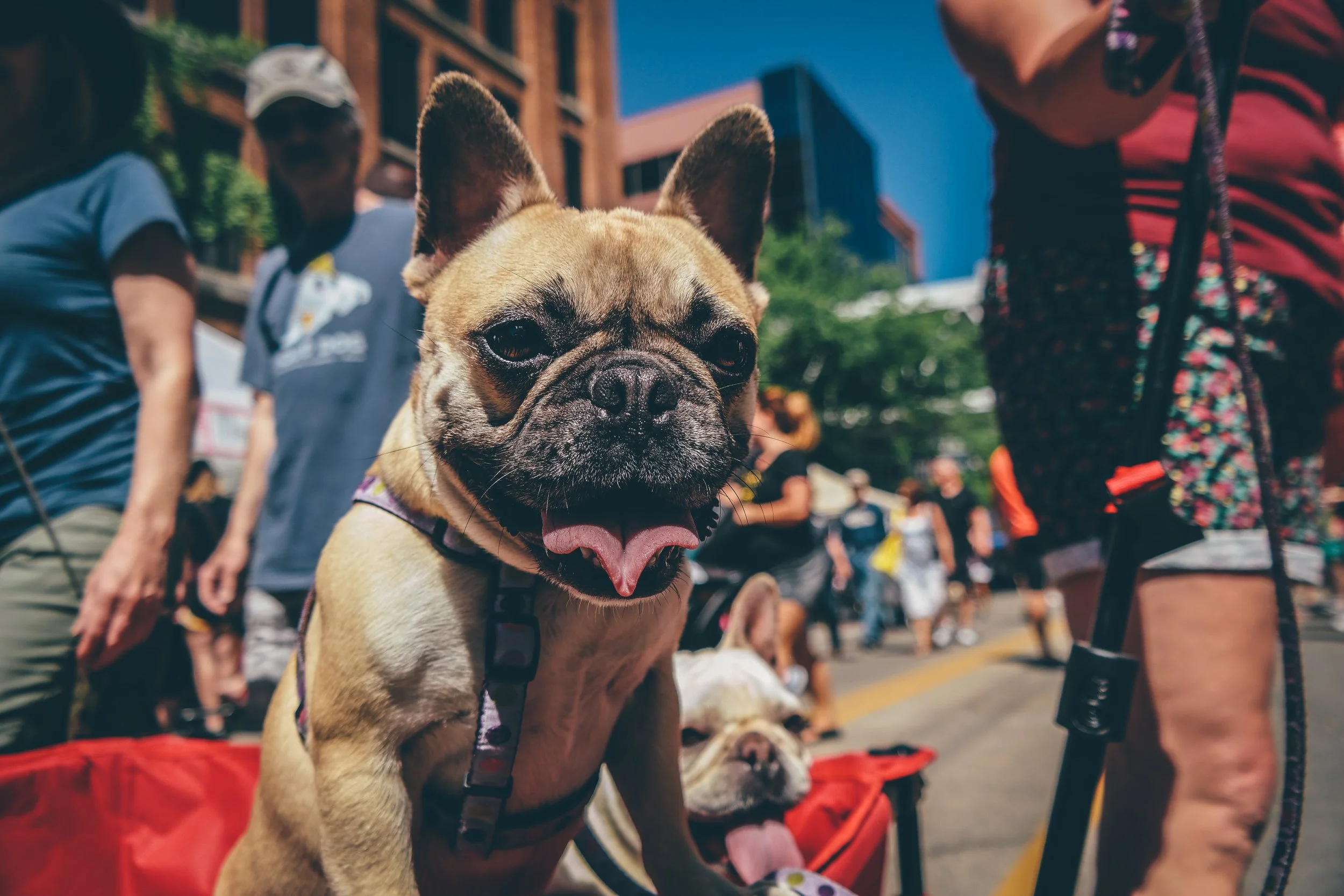Farmers Market (1 of 1)-4.jpg