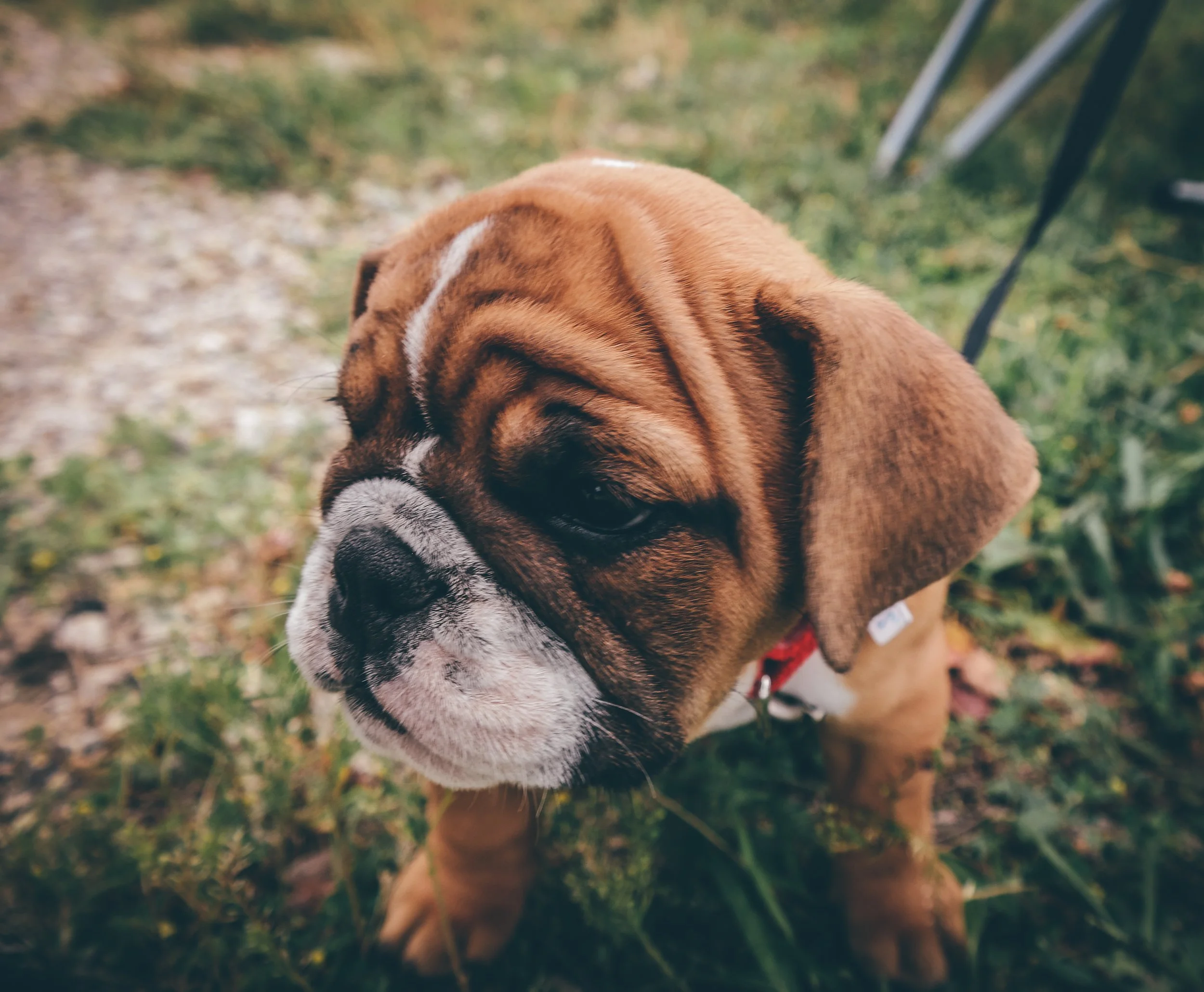 doge (1 of 1).jpg