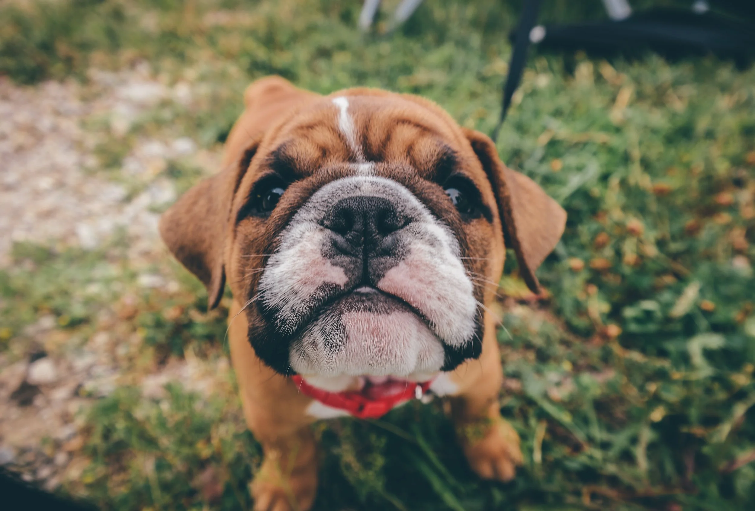doge (1 of 1)-2.jpg