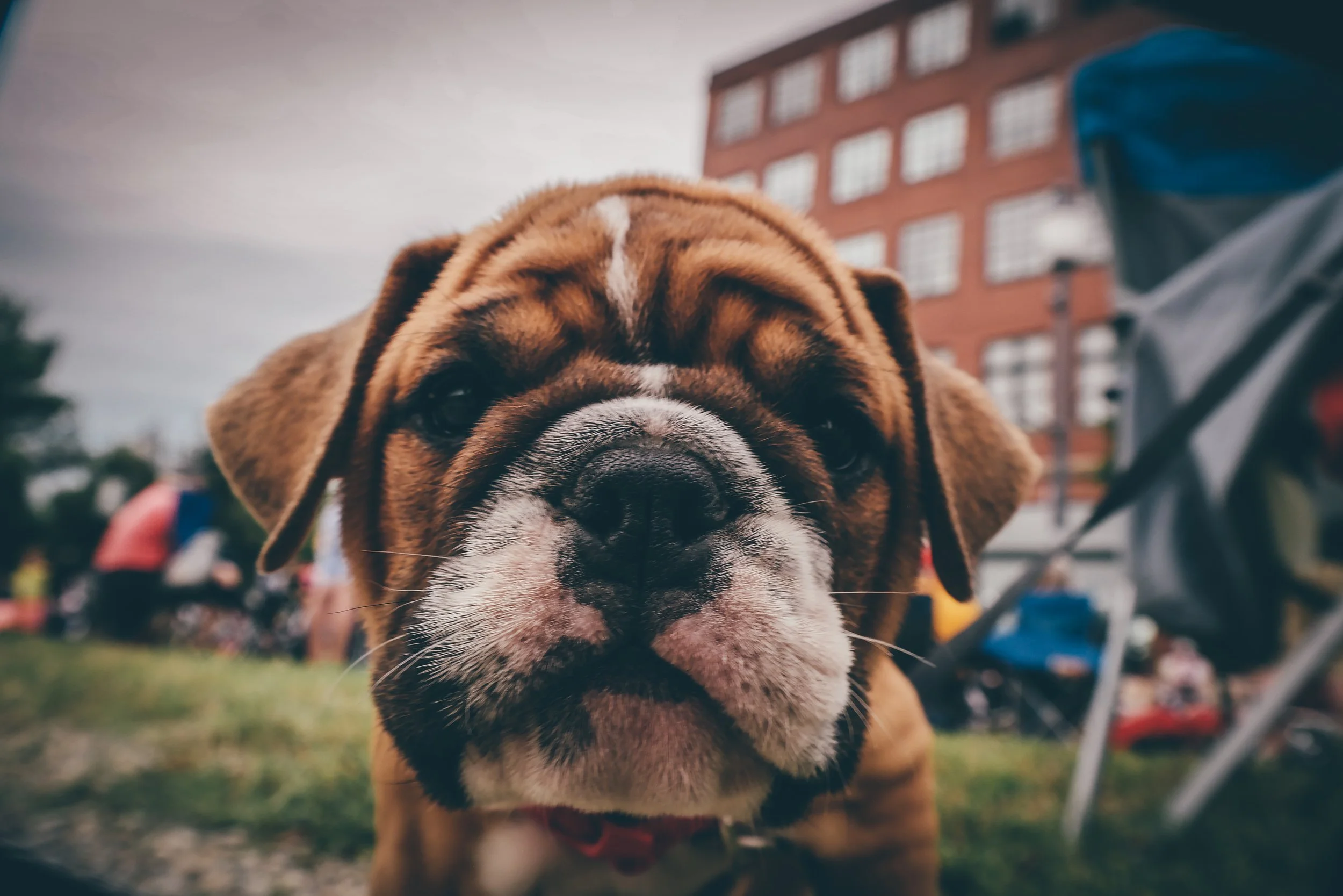 doge (1 of 1)-5.jpg