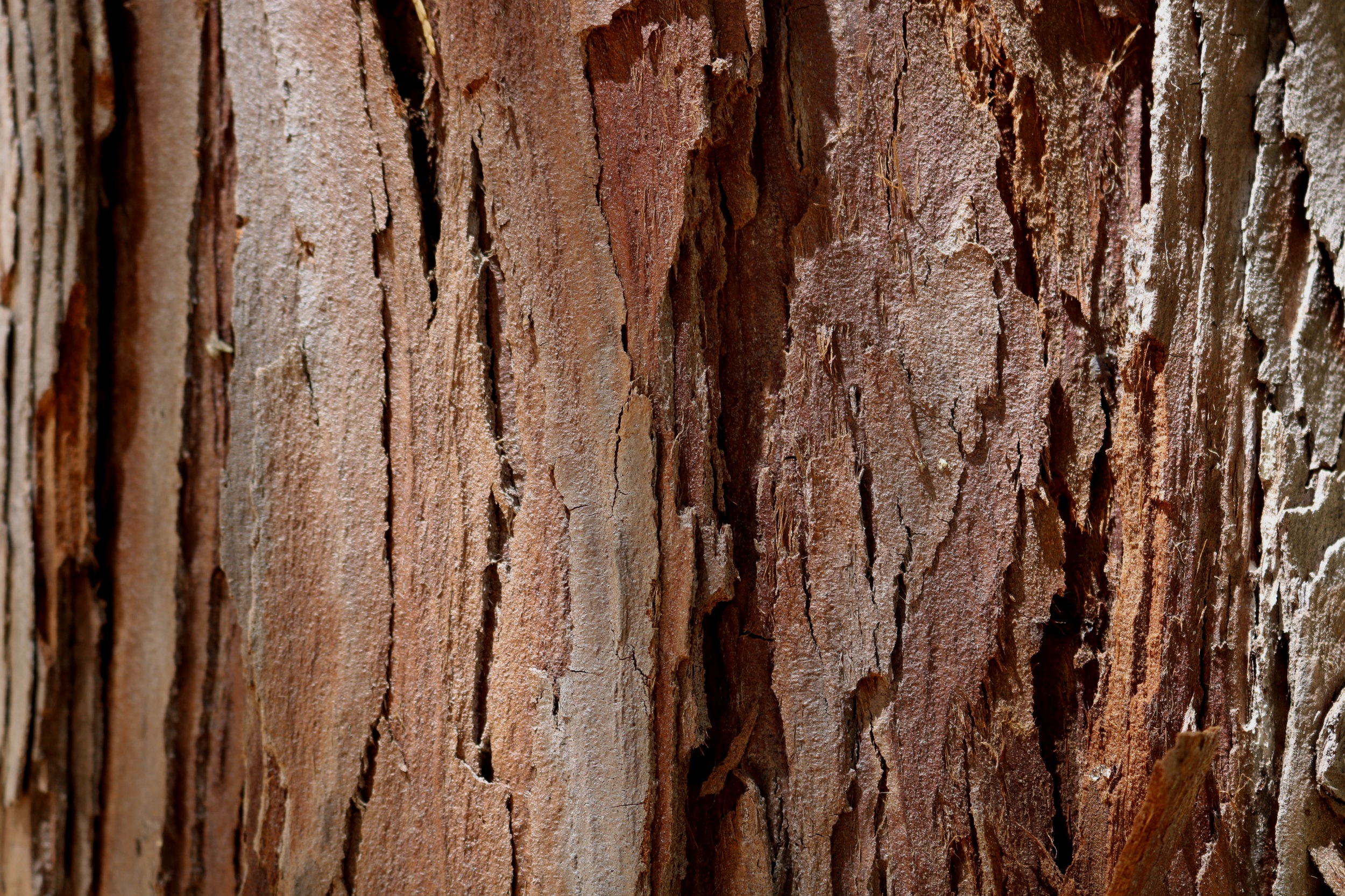 tree+middle+%232.jpg