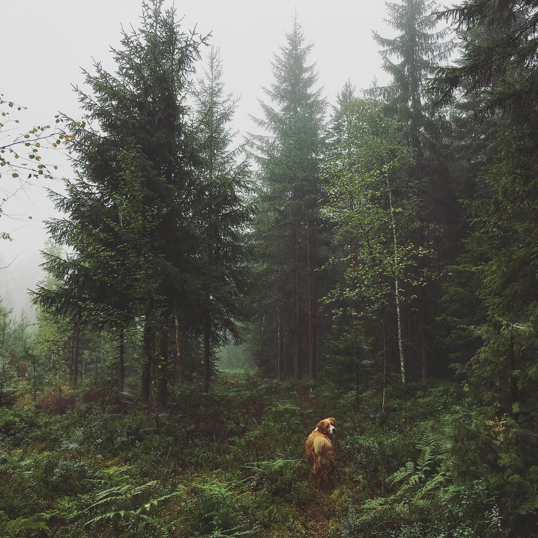 Faro Forest.jpg