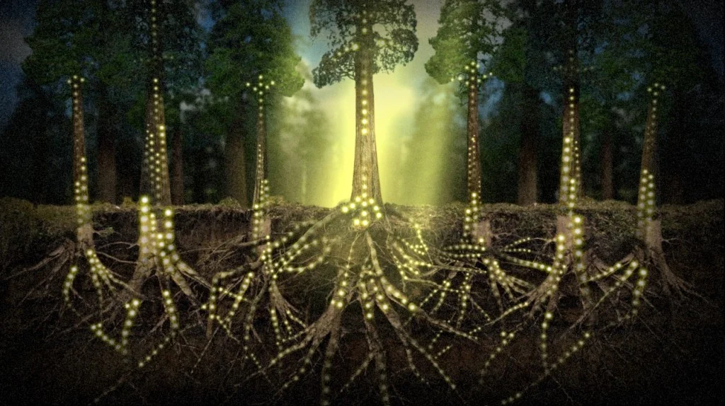Tree root systems and collective consciousness