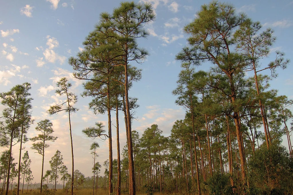 Plants-Pinus-elliotti-var-densa.jpg