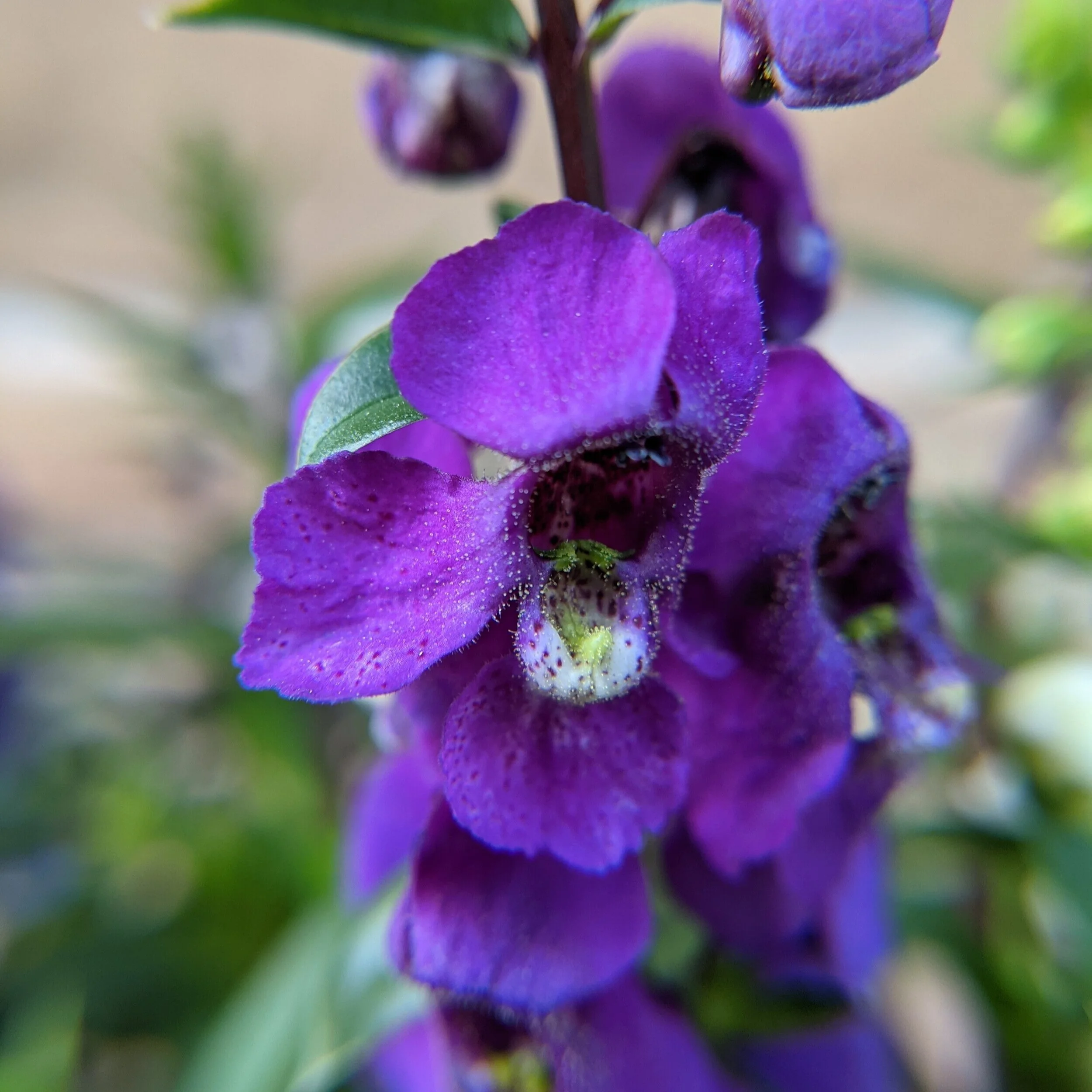Get to Know Your Florida Plant - Angelonia angustifolia [04]