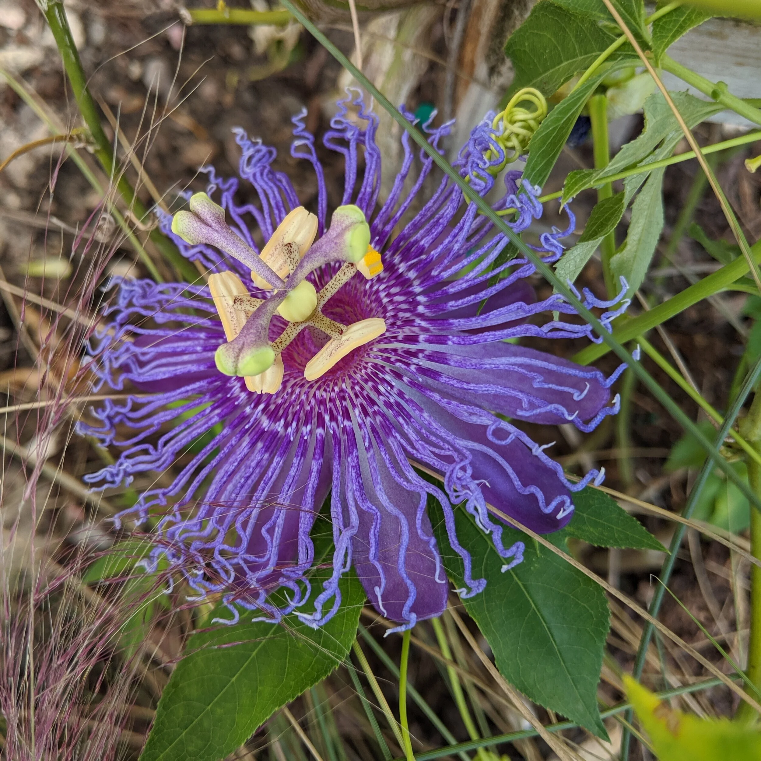 Get To Know Your Florida Plant - Passiflora incarnata, Passion flower [05]