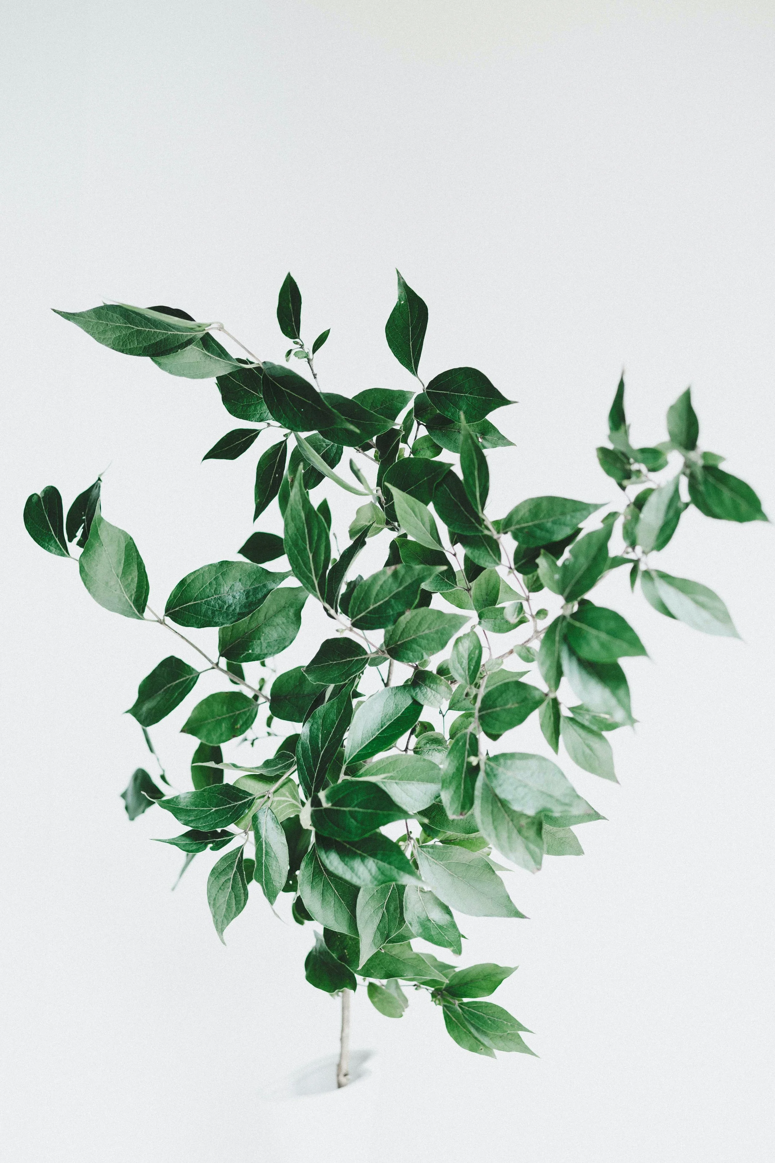 tanalee-youngblood-CMdQcxsWZE0-unsplash.jpg