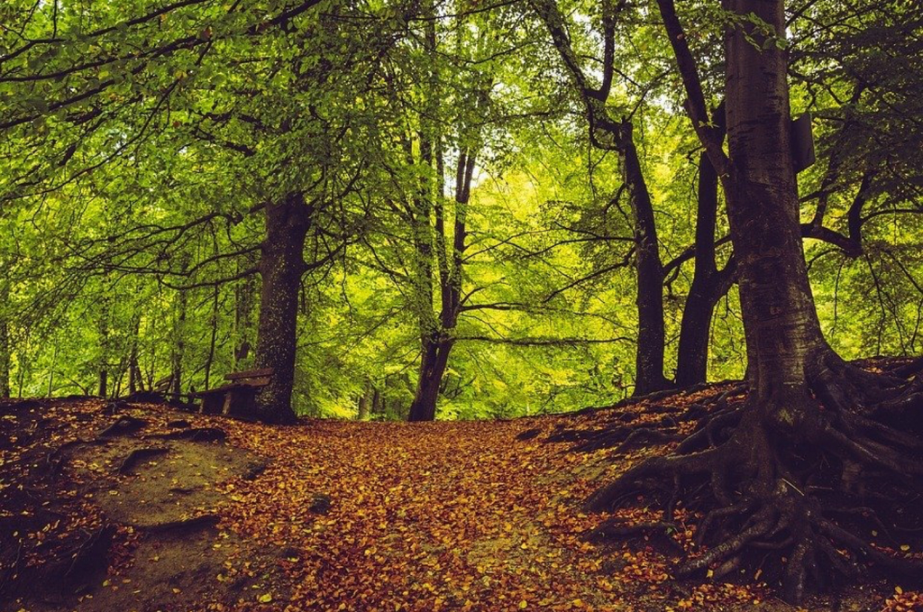 forest.png