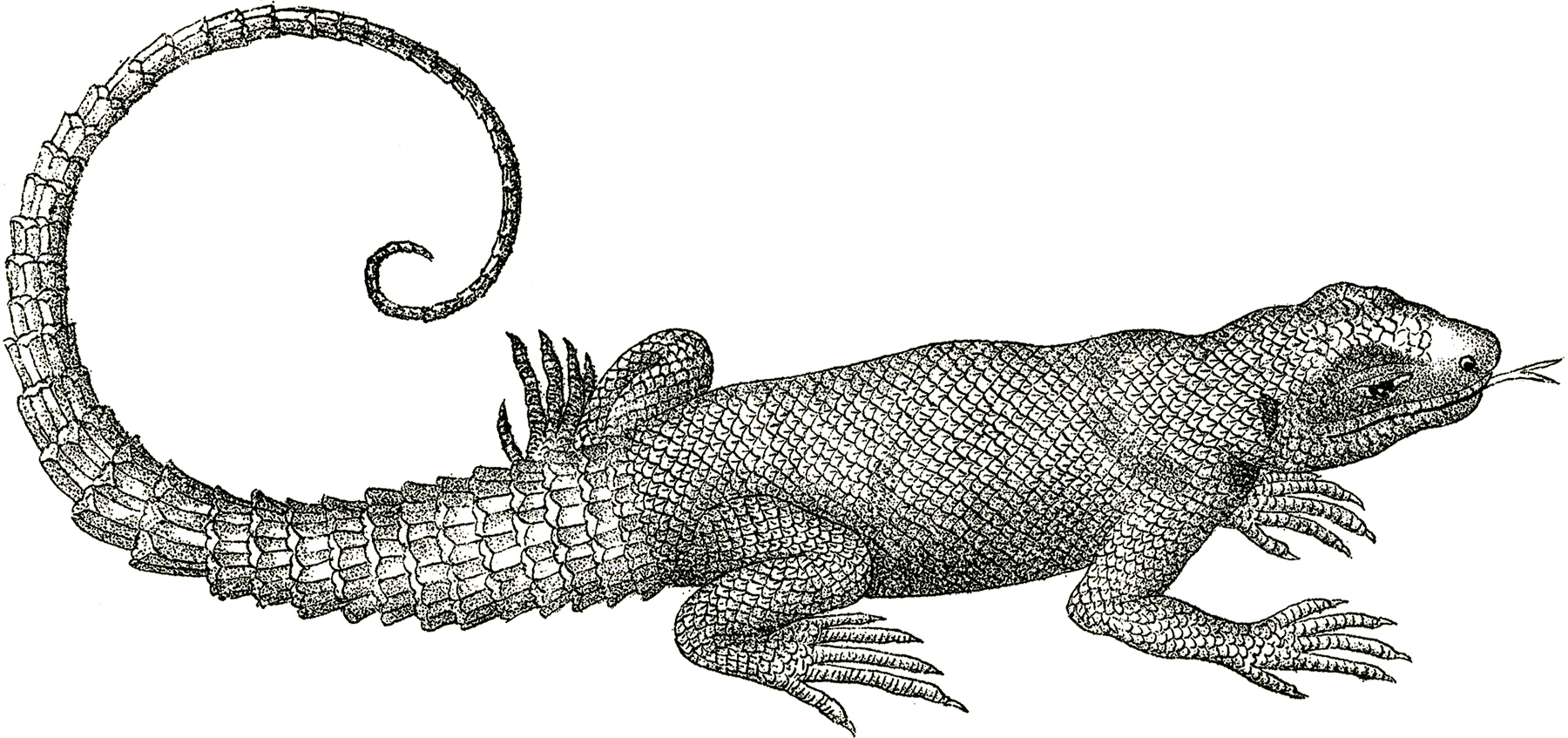 Free-Vintage-Lizard-Clip-Art-GraphicsFairy.jpg