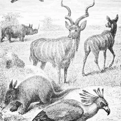 8c8eb0a880d060c5617e81bd611e164e--painting-illustrations-antique-prints.jpg