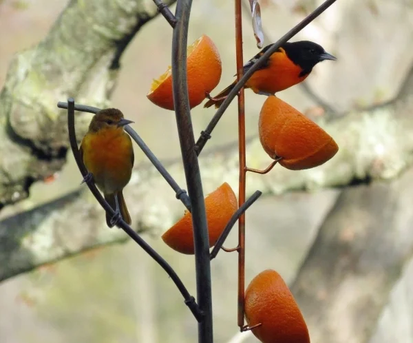 Feeding Birds Goas