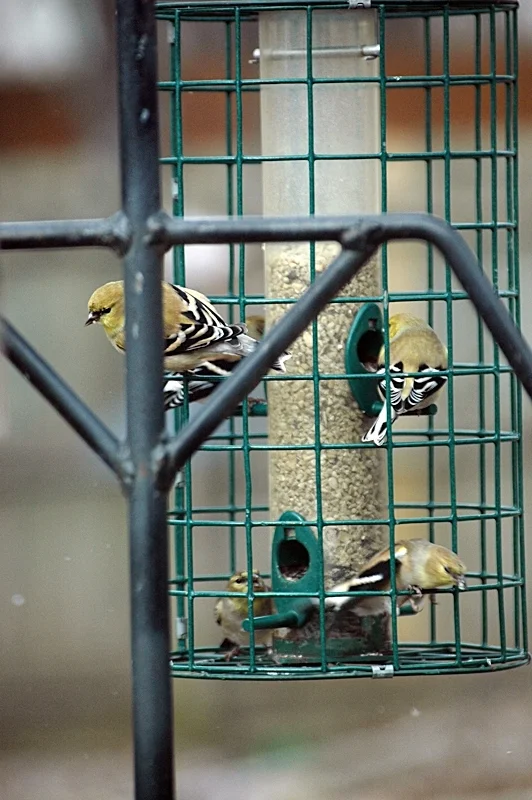 Feeding Birds Goas