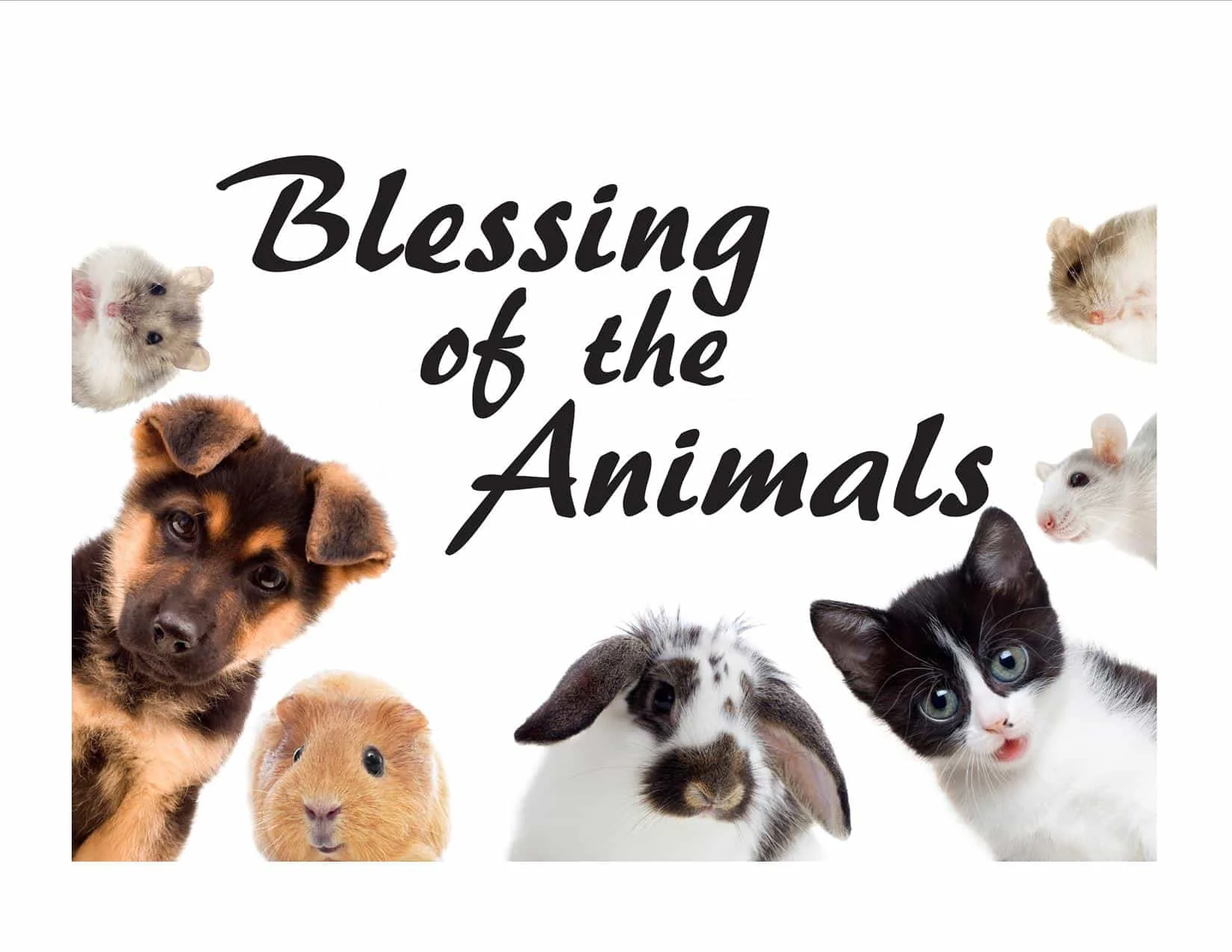 Join us and bring your favorite animals! Fur, feathers, scales and hooves are all welcome.