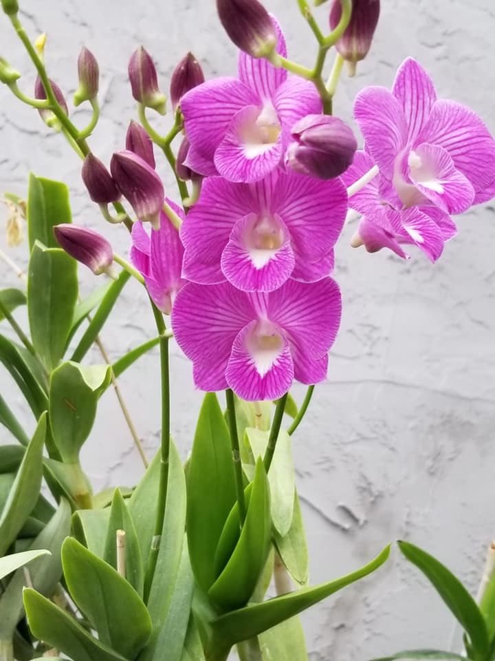 naturalbalanceorchid.jpeg