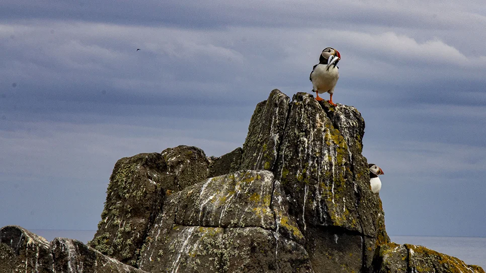 IsleOfMay_Puffins_RAWtoJPEG_043.jpg