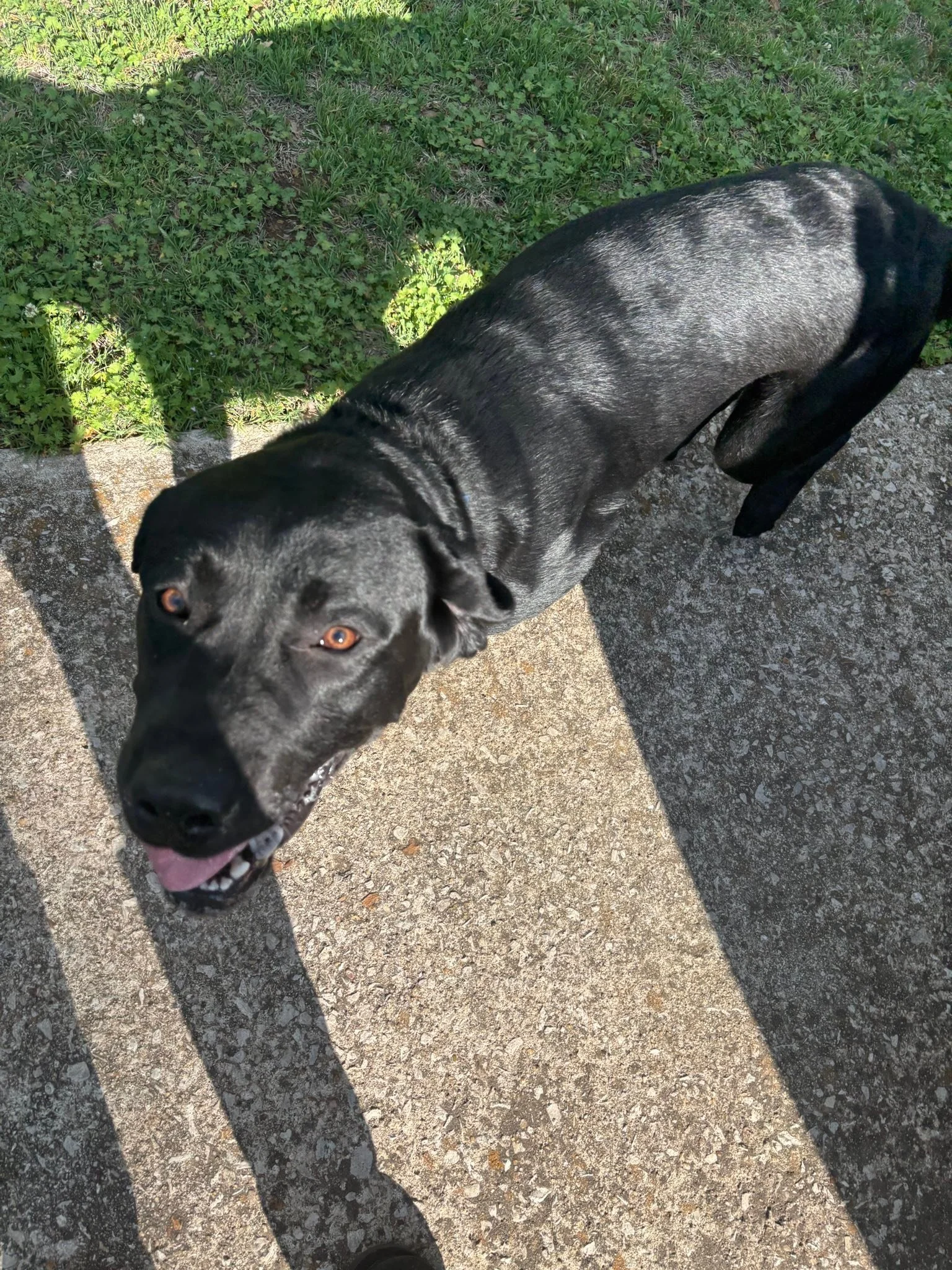 Friendly black dog at 4th and Jackson.