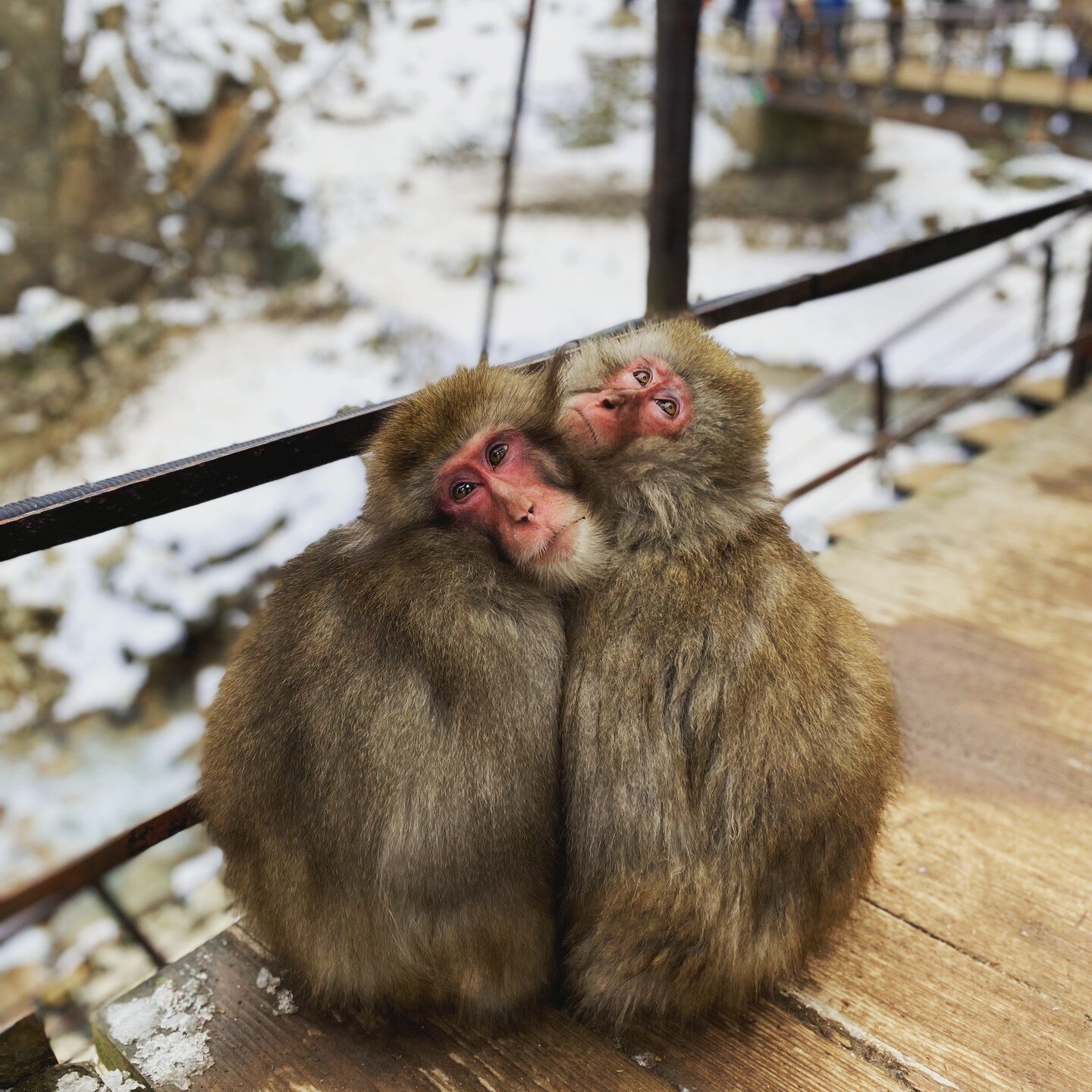 Our Snow Monkey Tour is officially over for this winter!
See you next winter season 🐵♡