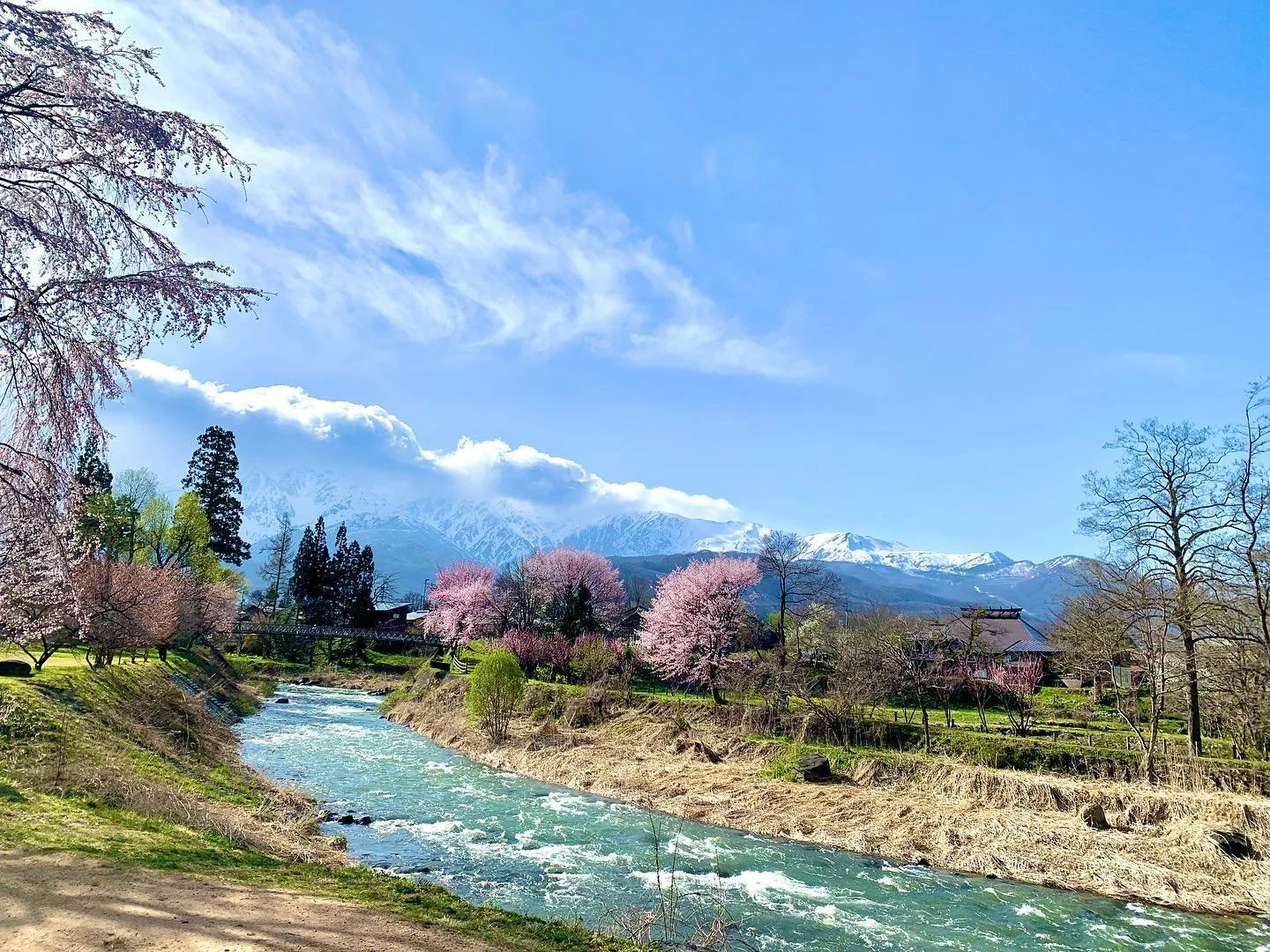 Cherry blossoms go by in the blink of an eye 😲🌸
.
#cherryblossom #hakuba #hakubavalley #instatravel #japanholiday #springskiing #skijapanholidays #tourismjapan #explorejapan #traveljapan #hakubalife
