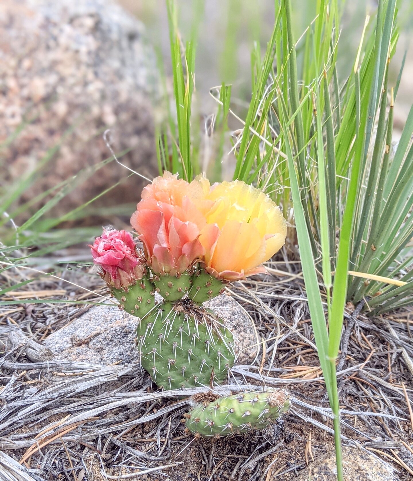 The cacti are blooming after all the rain in Colorado this summer. A reminder of the cyclical nature of life; there must be rain to ignight the beautiful colors that reach towards the sun. 
🌵🌸
#Colorado #cacti #highdesert #mountains #nature #cycleo