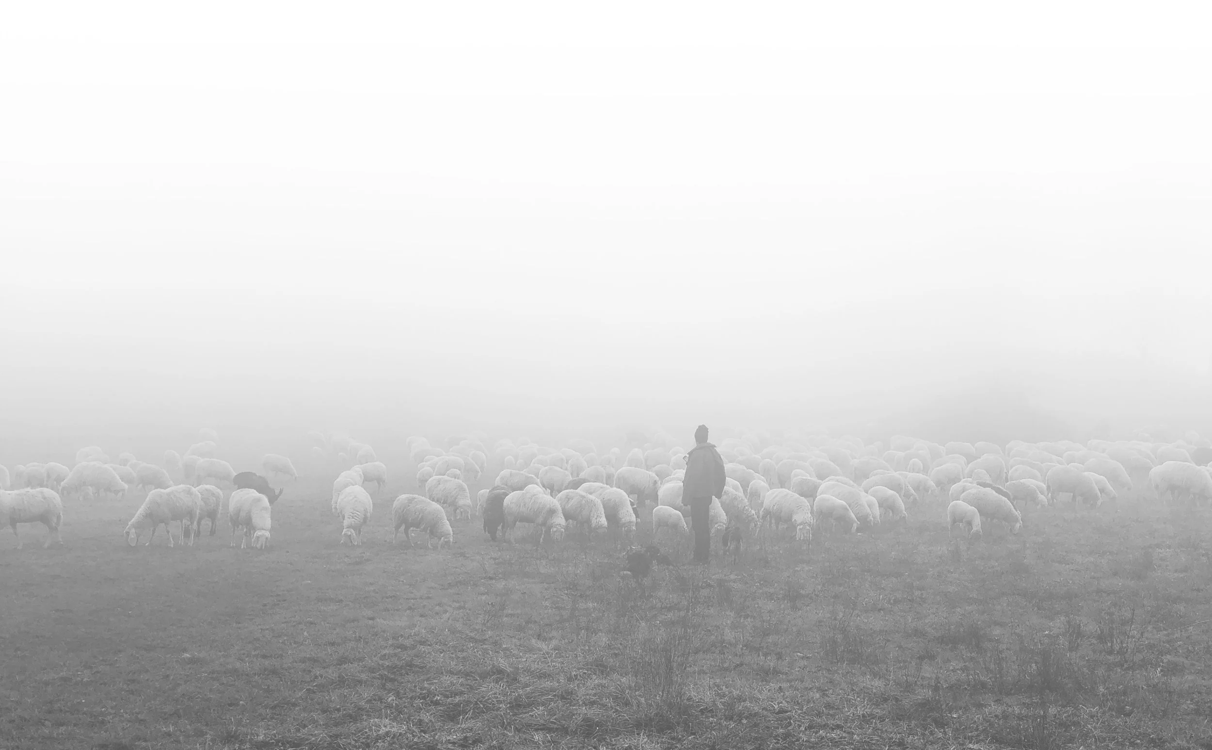 sheep2.jpg