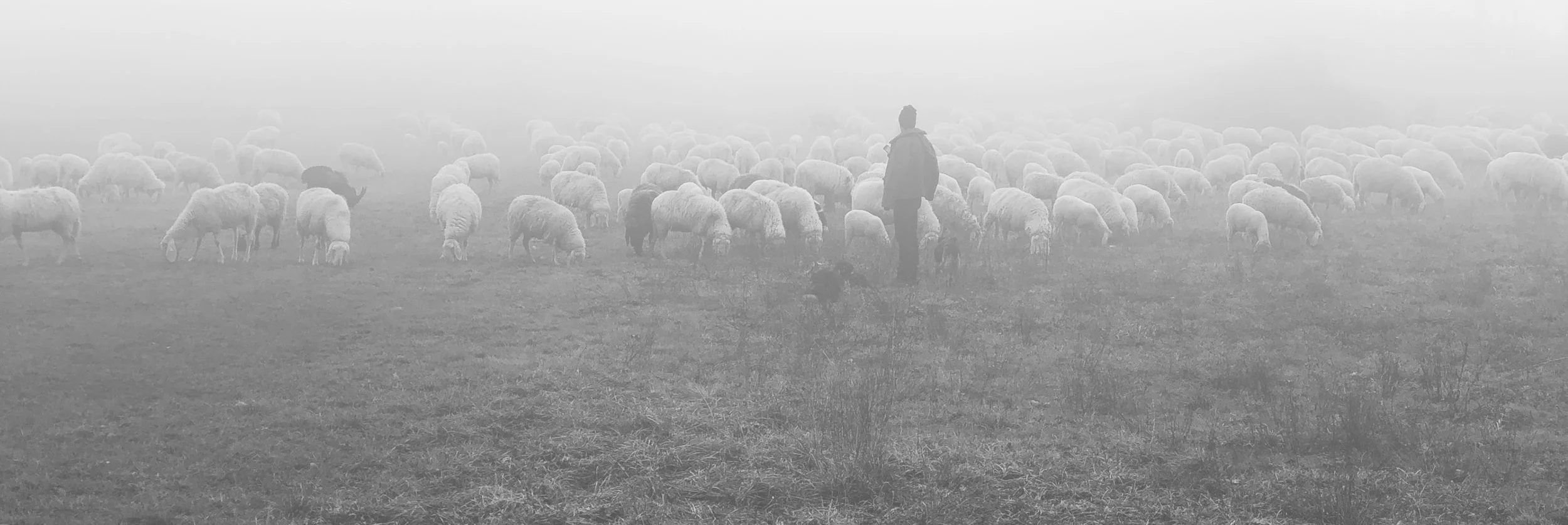 sheep2.jpg