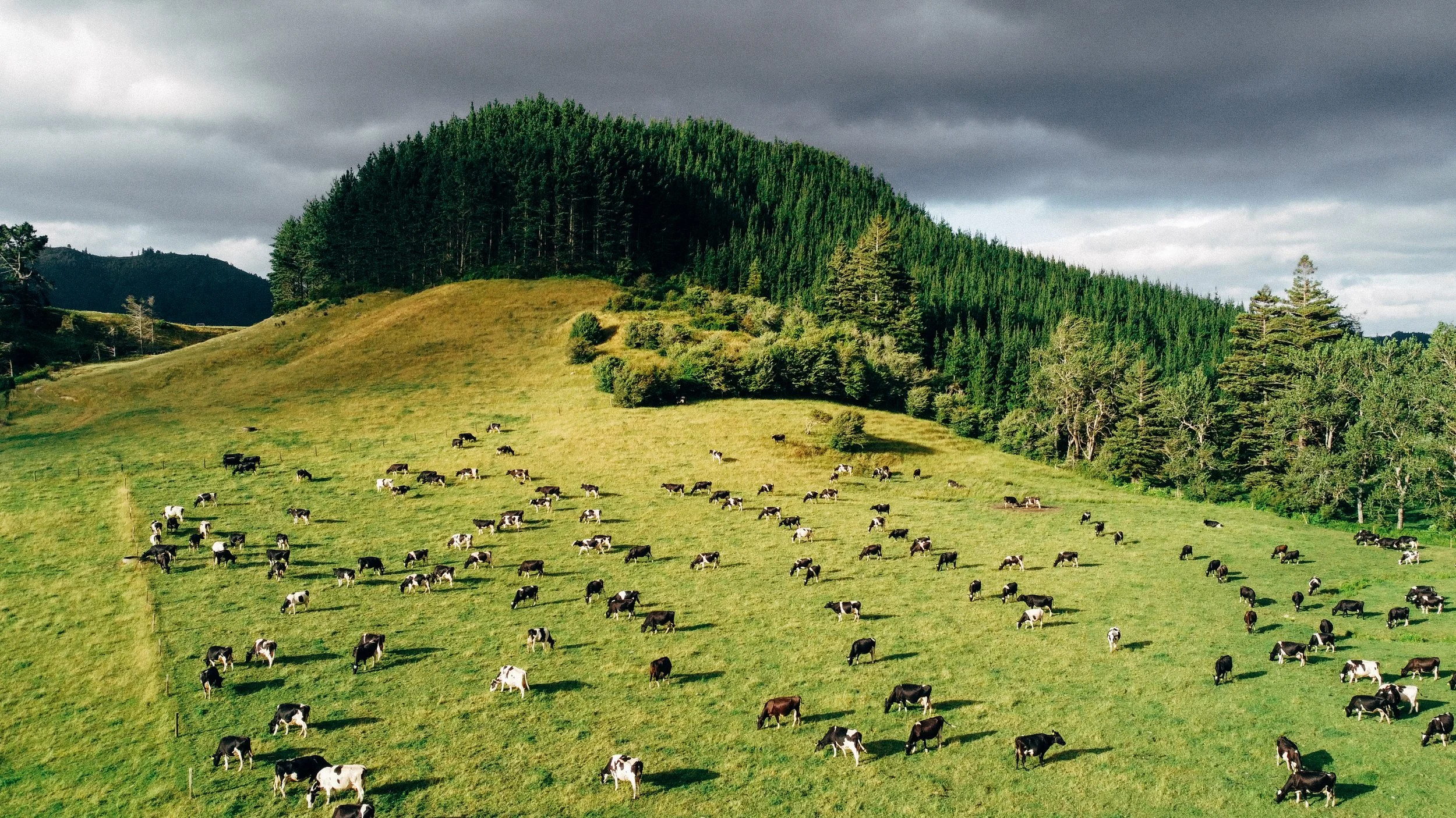 NZ_blog-8.jpg