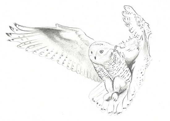 drawing-owl.jpg