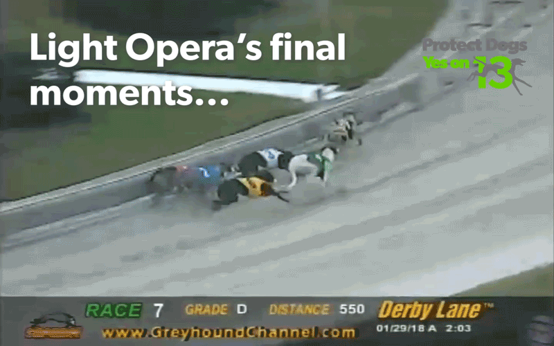 light-operas-final-moments-protect-dogs.gif