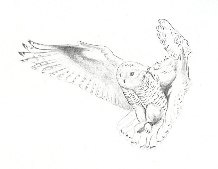 snowy-owl-web.jpg