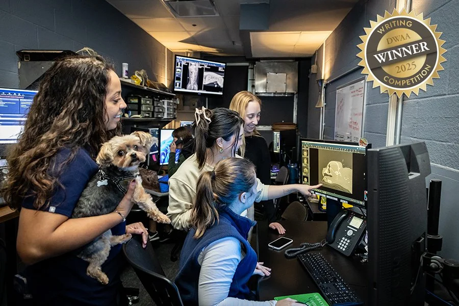 AMC's radiology team looks at a canine ct scan