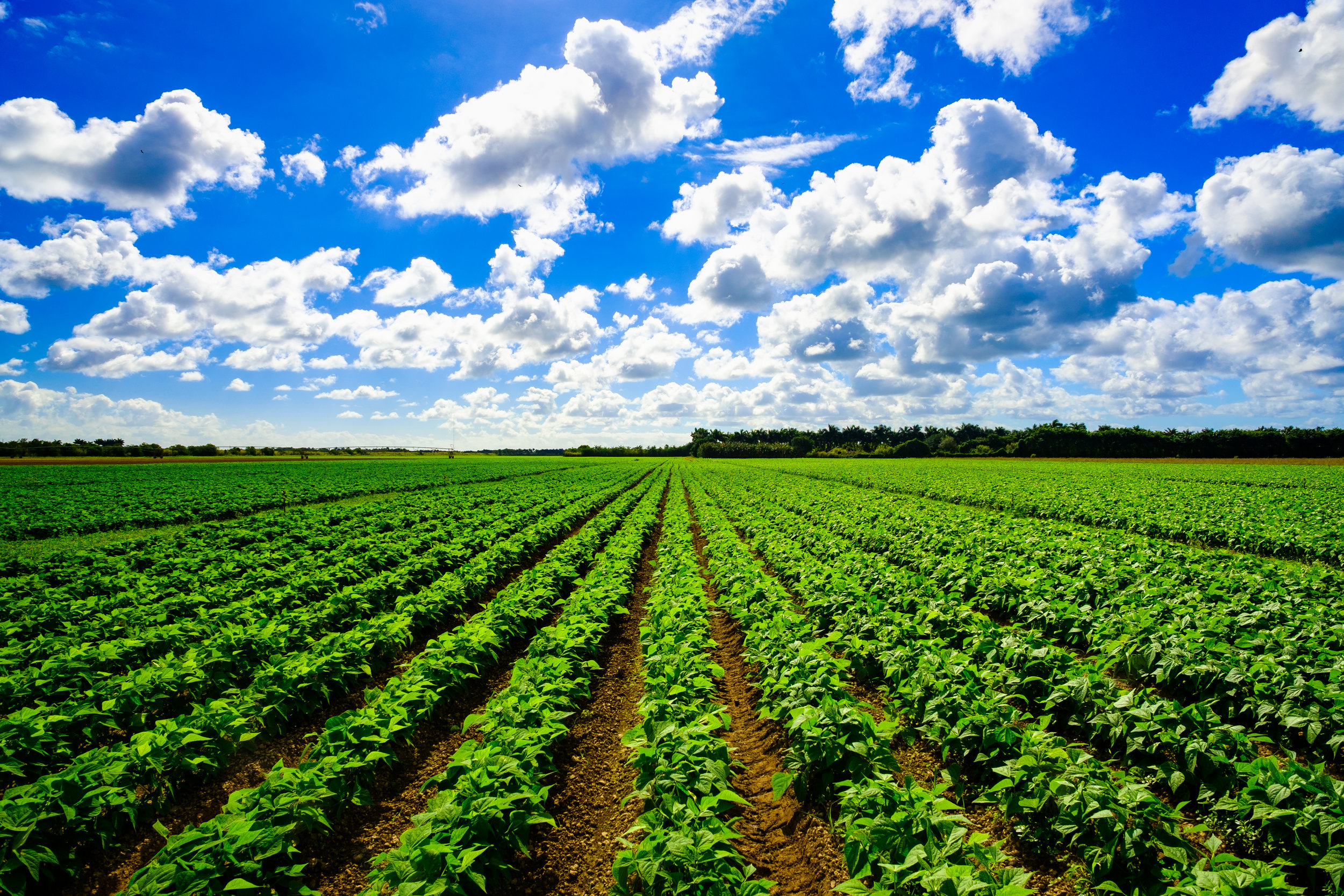 Agriculture vegetable field.jpg