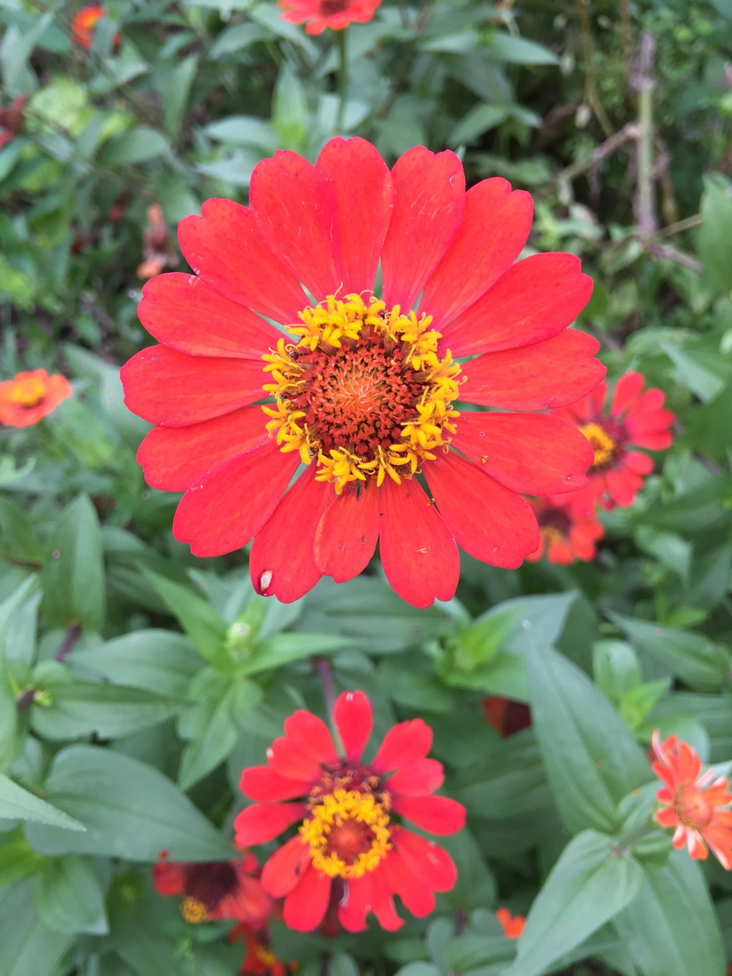 flower red.JPG