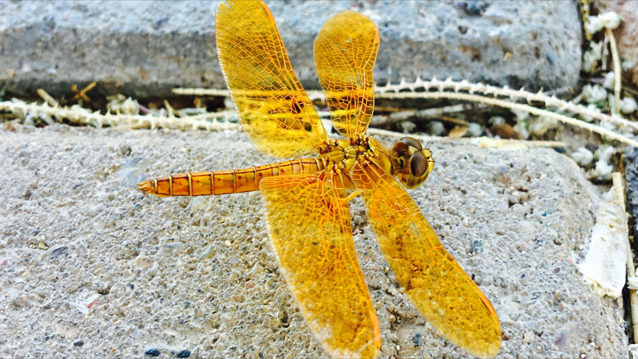 “Death is but a mirror of a life well lived on iridescent wings.”