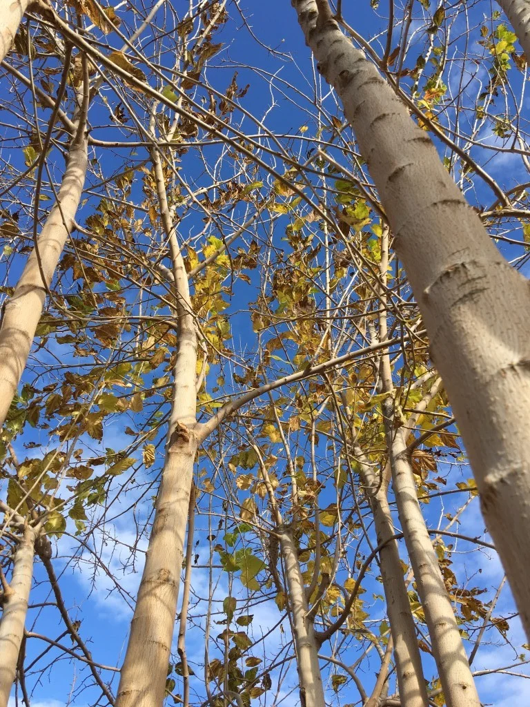 Trees Crossing Threshold.jpg