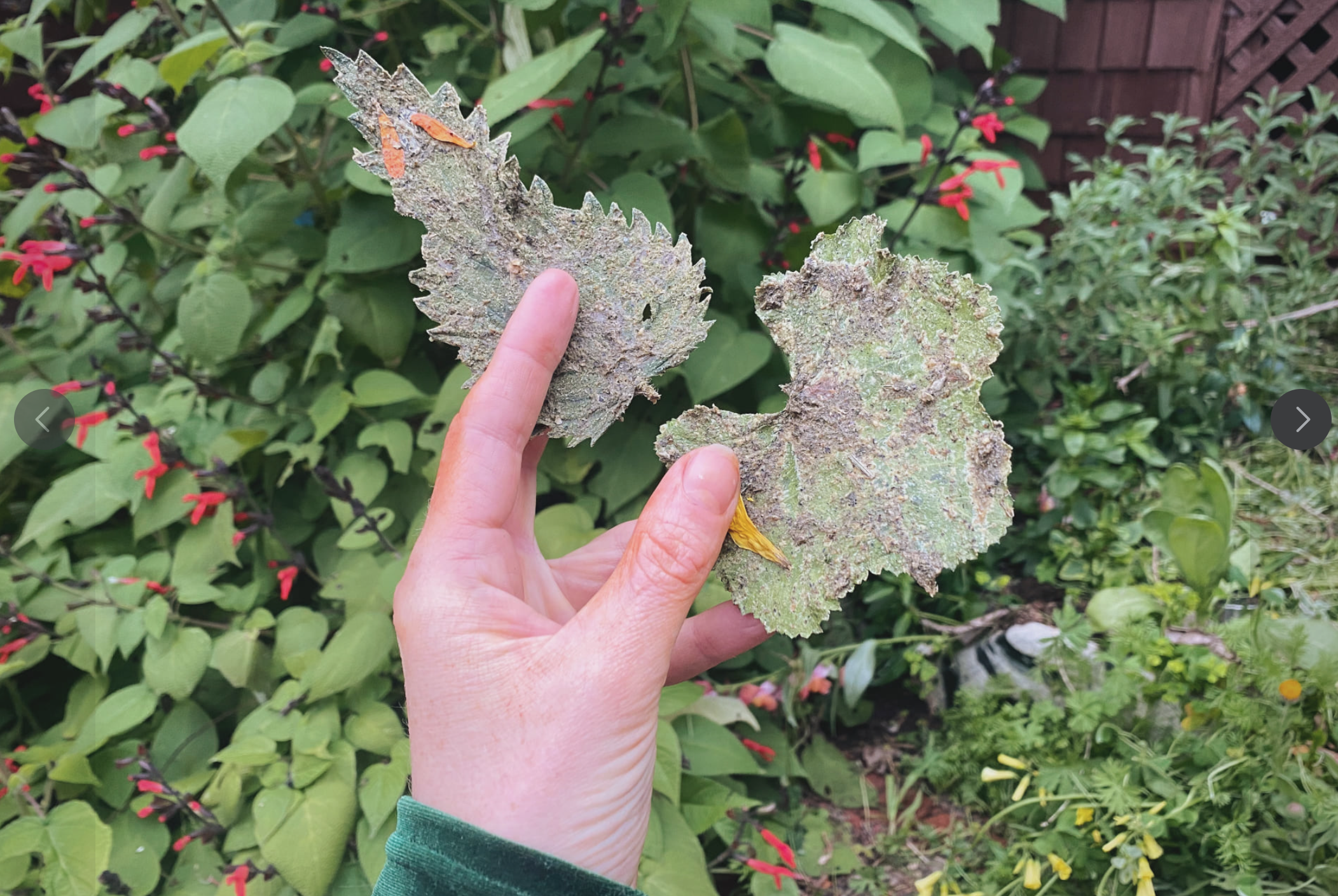 Wild Greens Chips