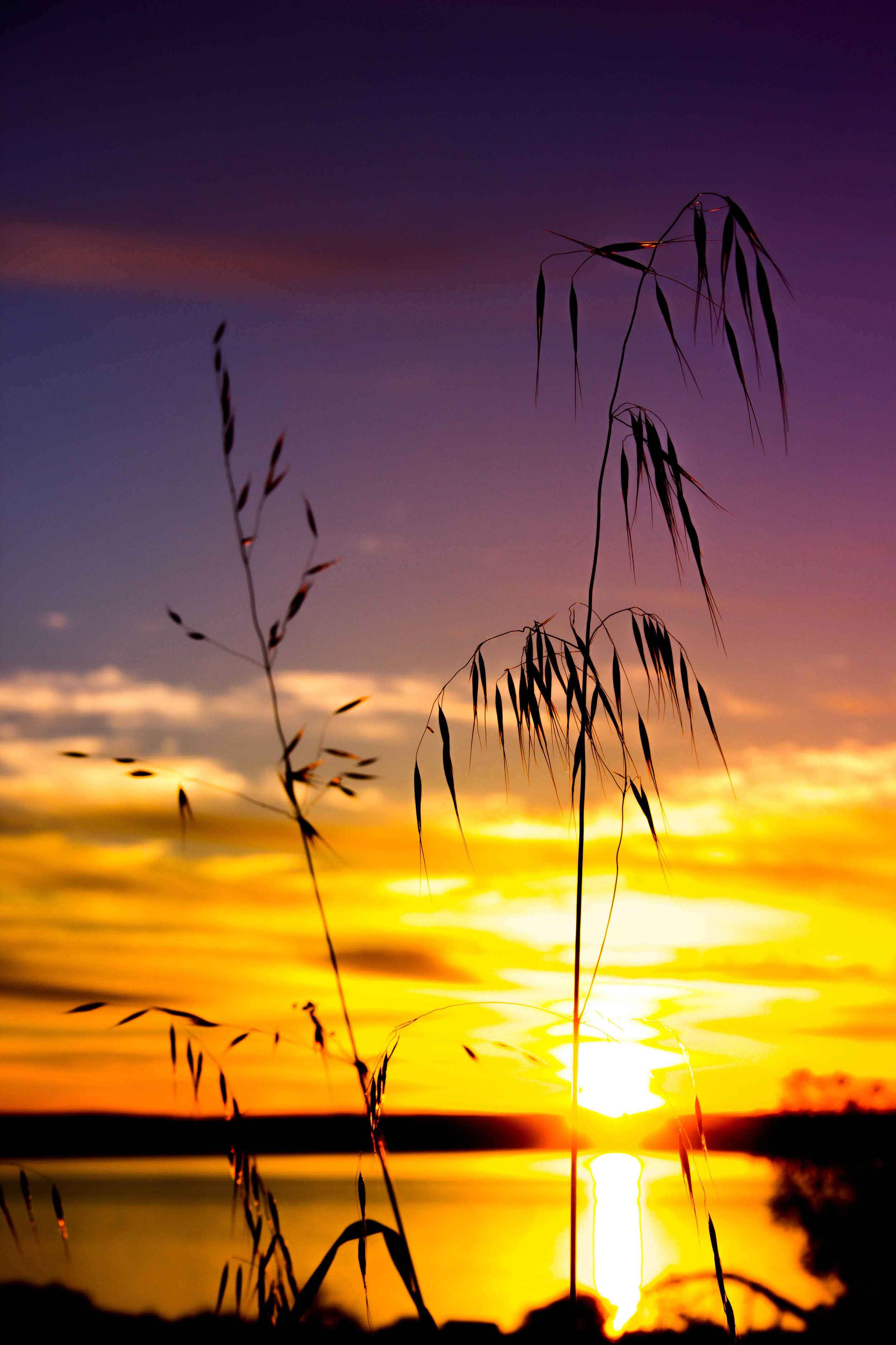 Sunrise Behind the Grass Seed