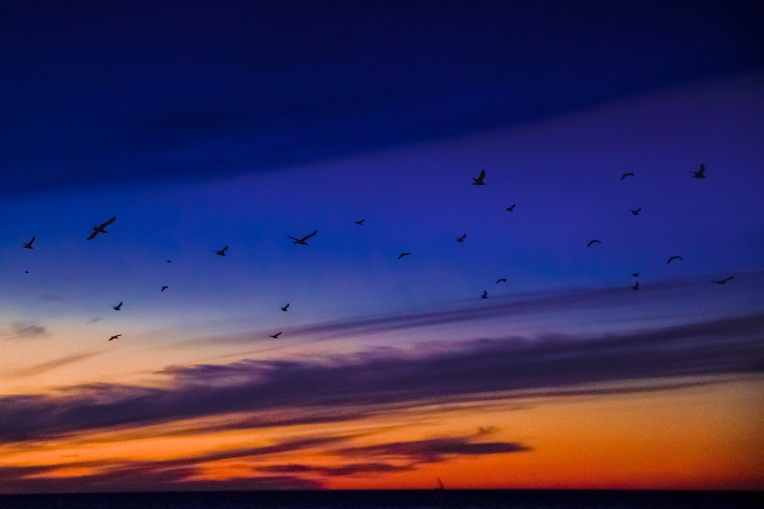 Birds Flying into the Night
