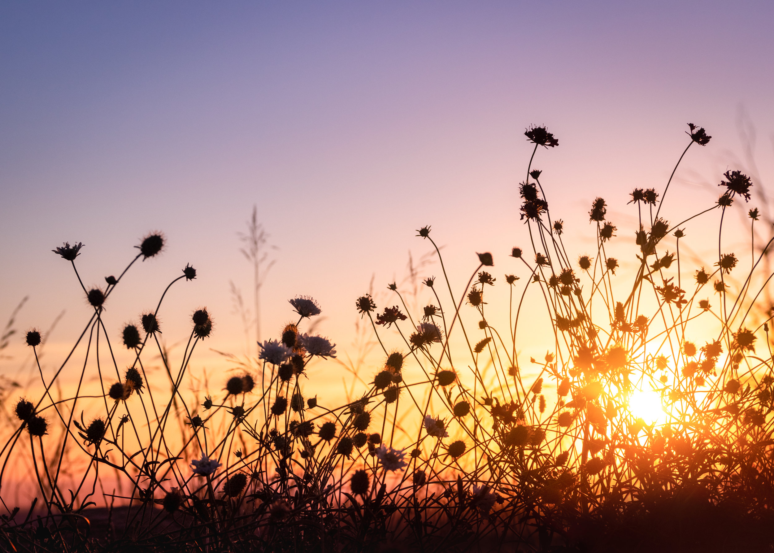 Sunset in a Field of Wild Flowers