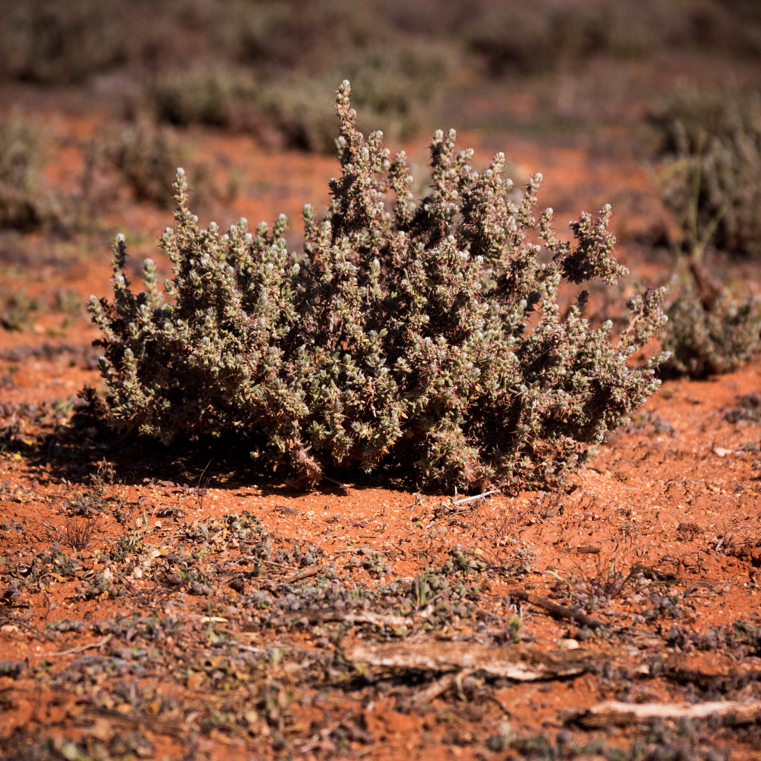 Little Desert Bush