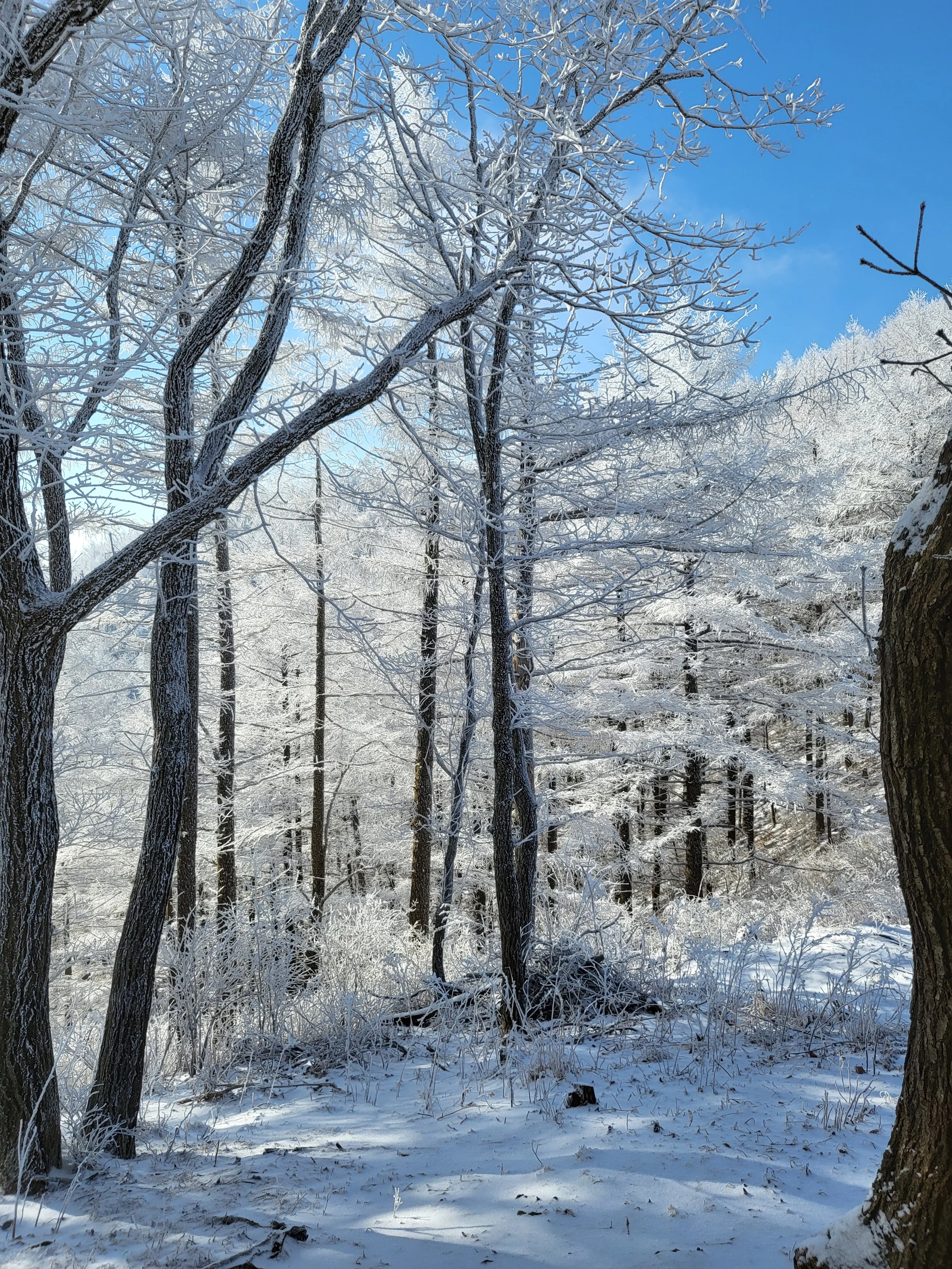 The Trees Are Heavy With Snow William Alwyn