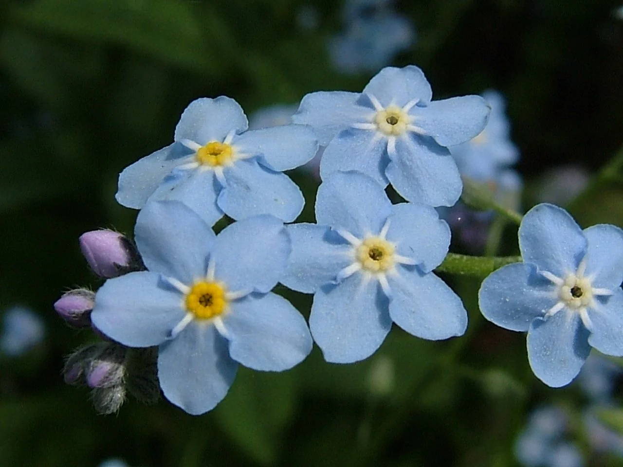 Forget-me-not Waltz Stephen Duro Grade 2 ABRSM 2023 - 2024