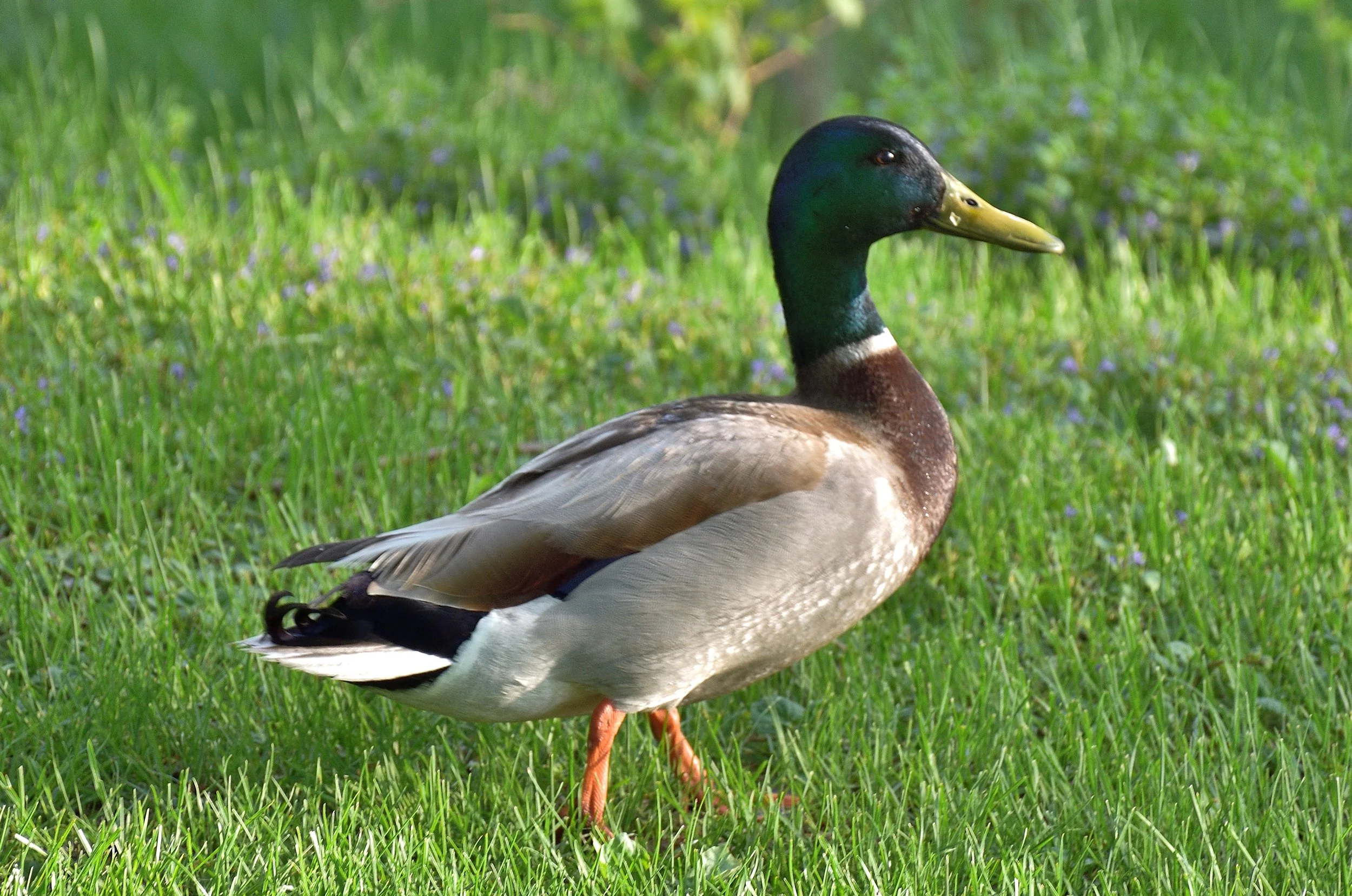 Lucky Duck Elissa Milne