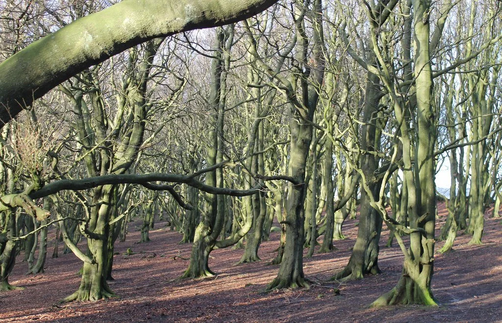 Spooky Wood Hollow Heather Hammond Grade 2 Abrsm 2025 2026 Piano