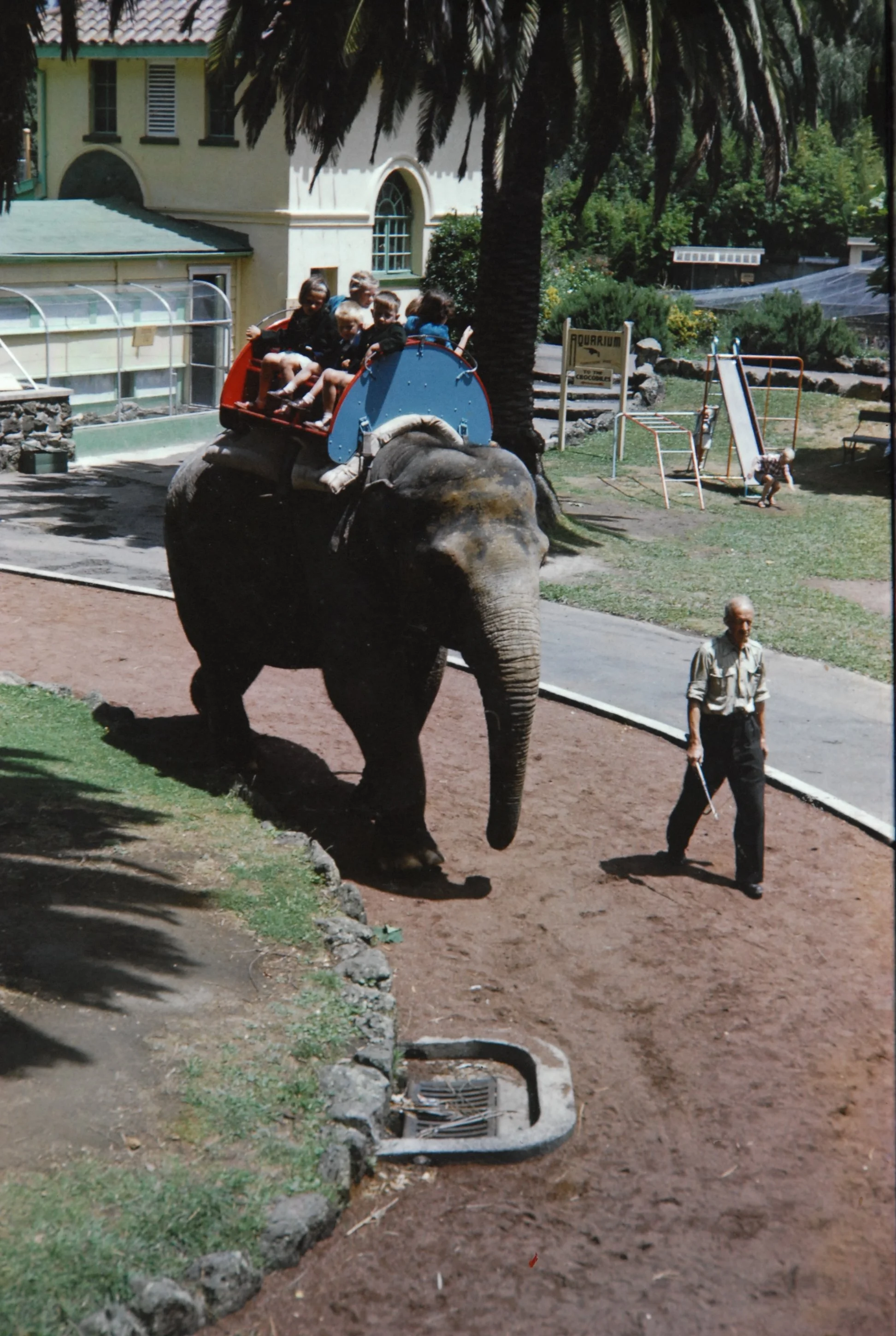 The Elephant Herd