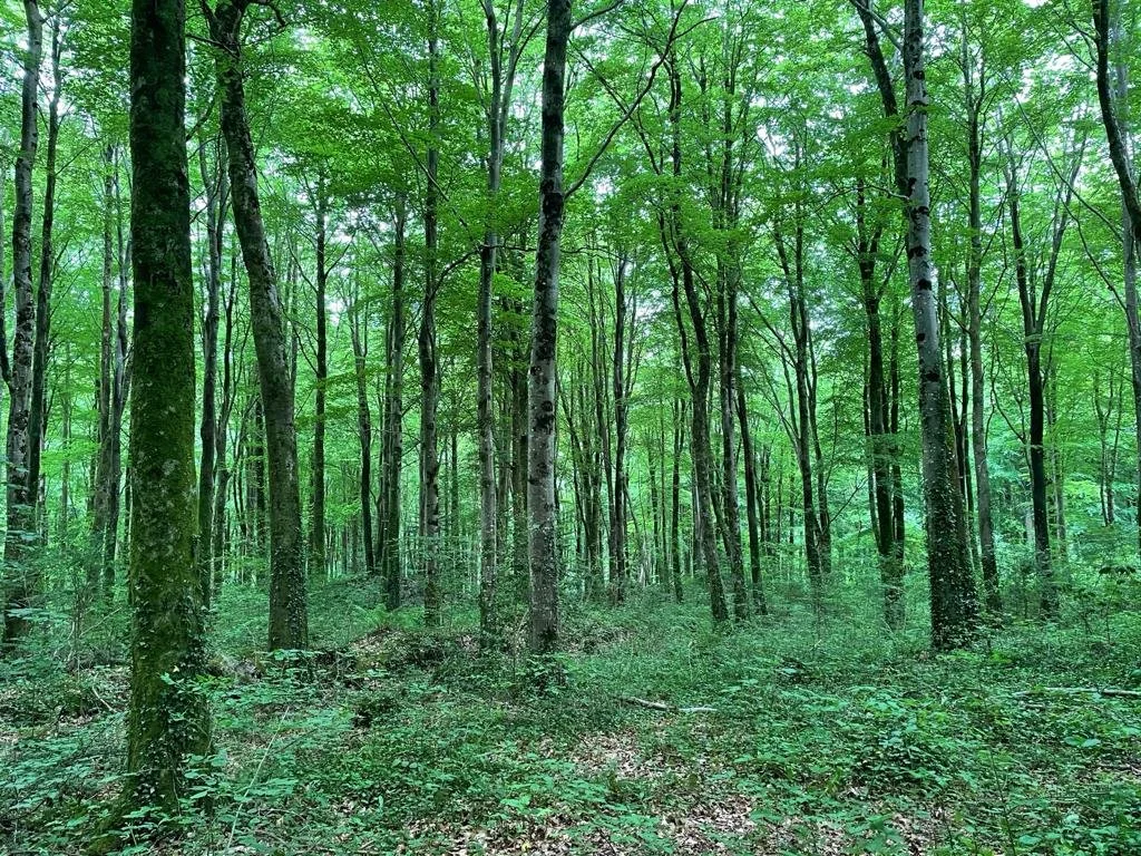 Spooky Wood Hollow Heather Hammond Grade 2 Abrsm 2025 2026 Piano