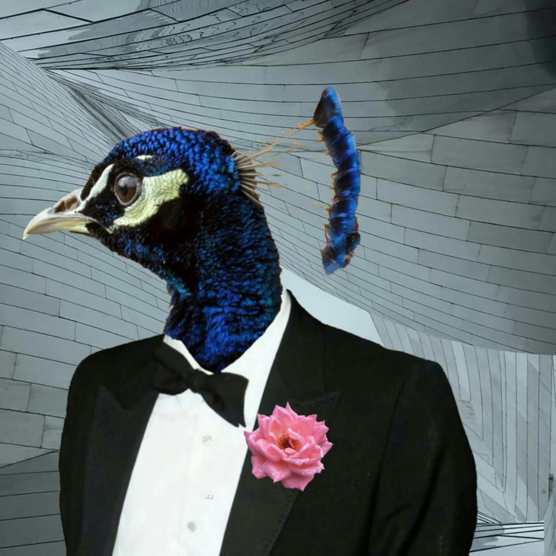 Peacock.jpg
