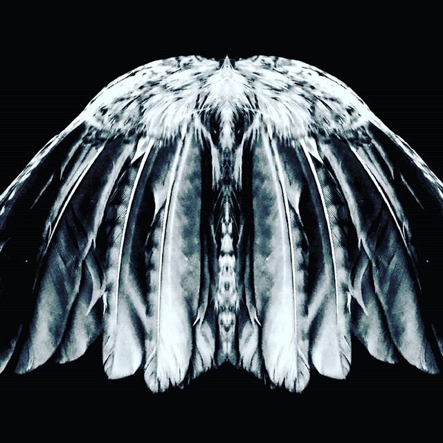 Birdmoth. #bird #moth #feathers #birdmoth